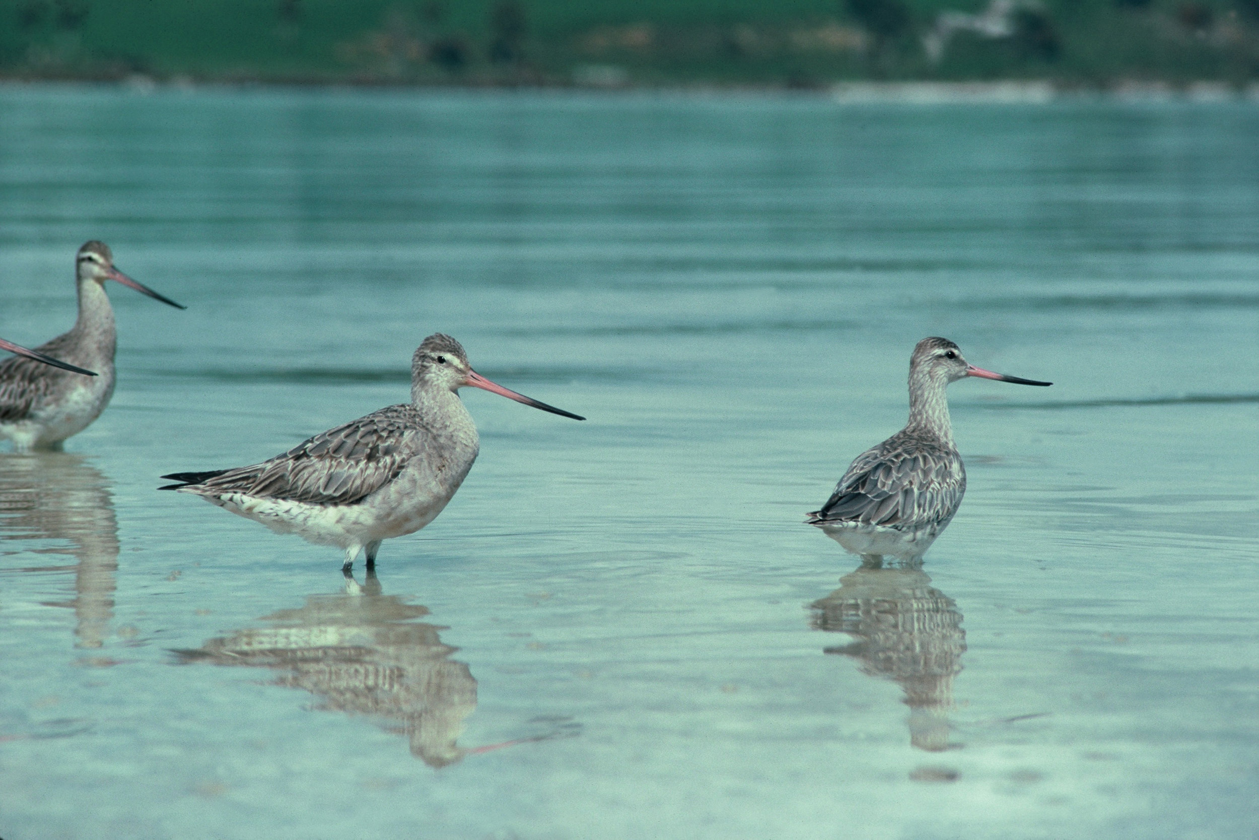 V Eastern Bartailed Godwit 003.jpg