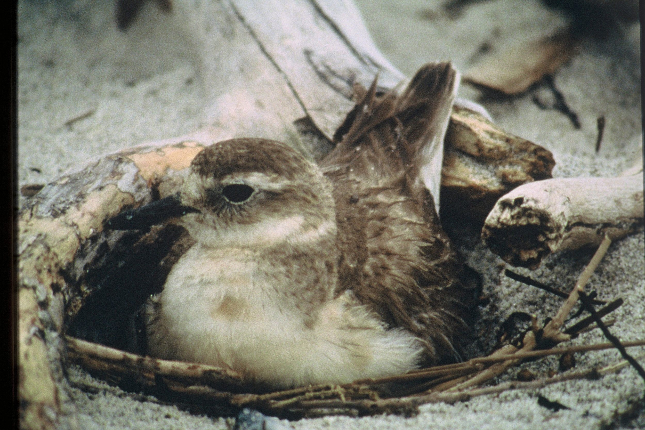 V NZ Dotterel 008.jpg