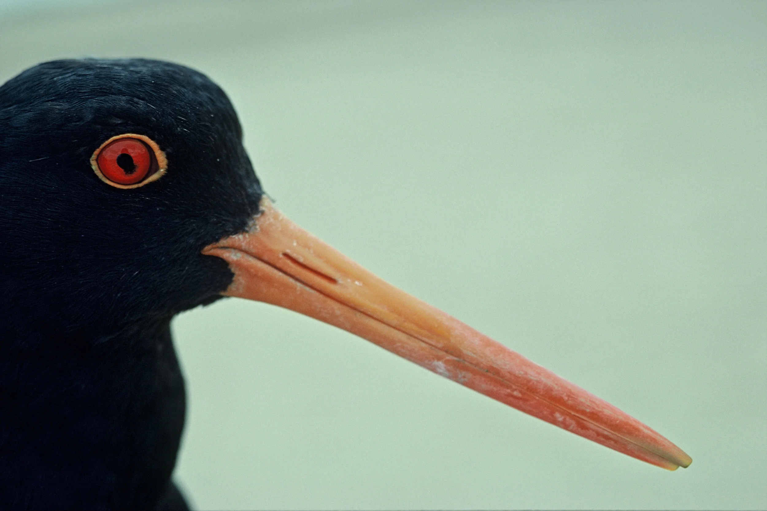 V Variable Oystercatcher 001.jpg