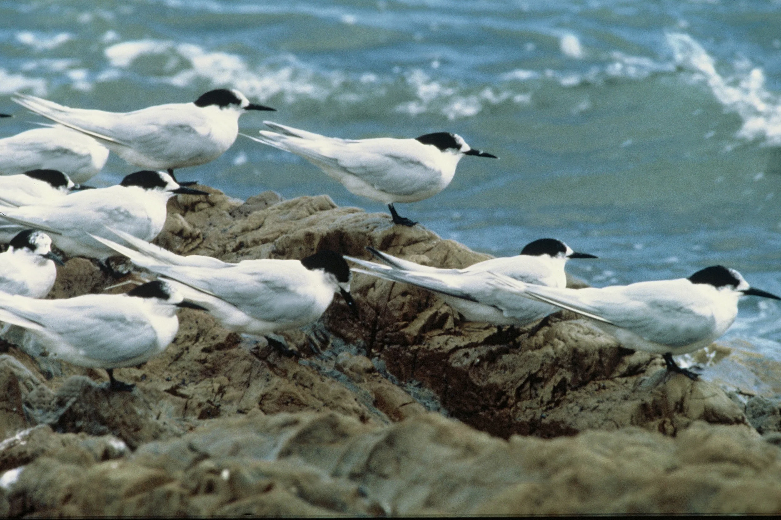 V White Fronted Tern 007.jpg