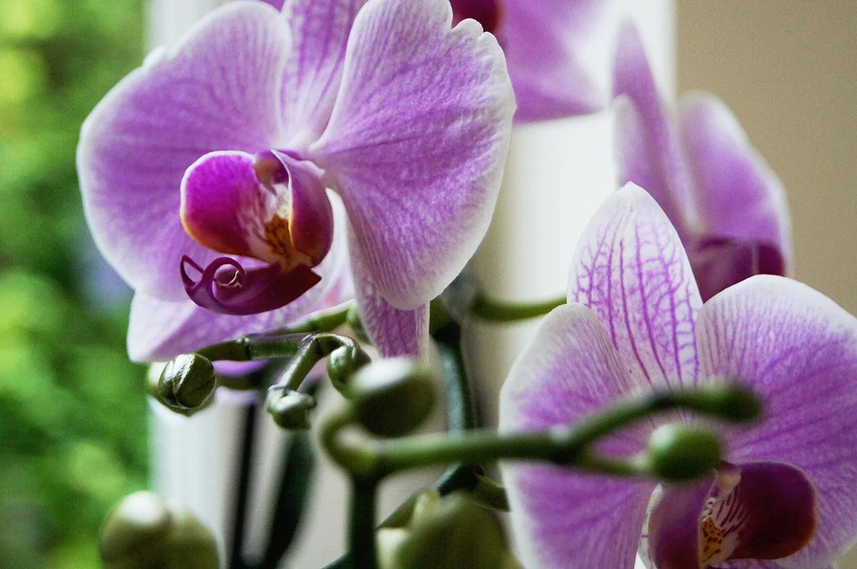 orchidee_02.jpg