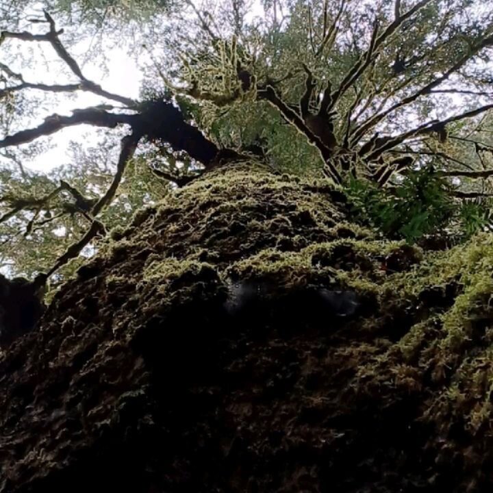 Standing in the heart of a 500 year old Sitka spruce. #springrain #fullspectrum #highterpene #oregoncoast #terpenes #oregon #oldgrowth 

For use by adults 21 and older. Do not operate any vehicle/machinery while under the influence of this drug. Keep