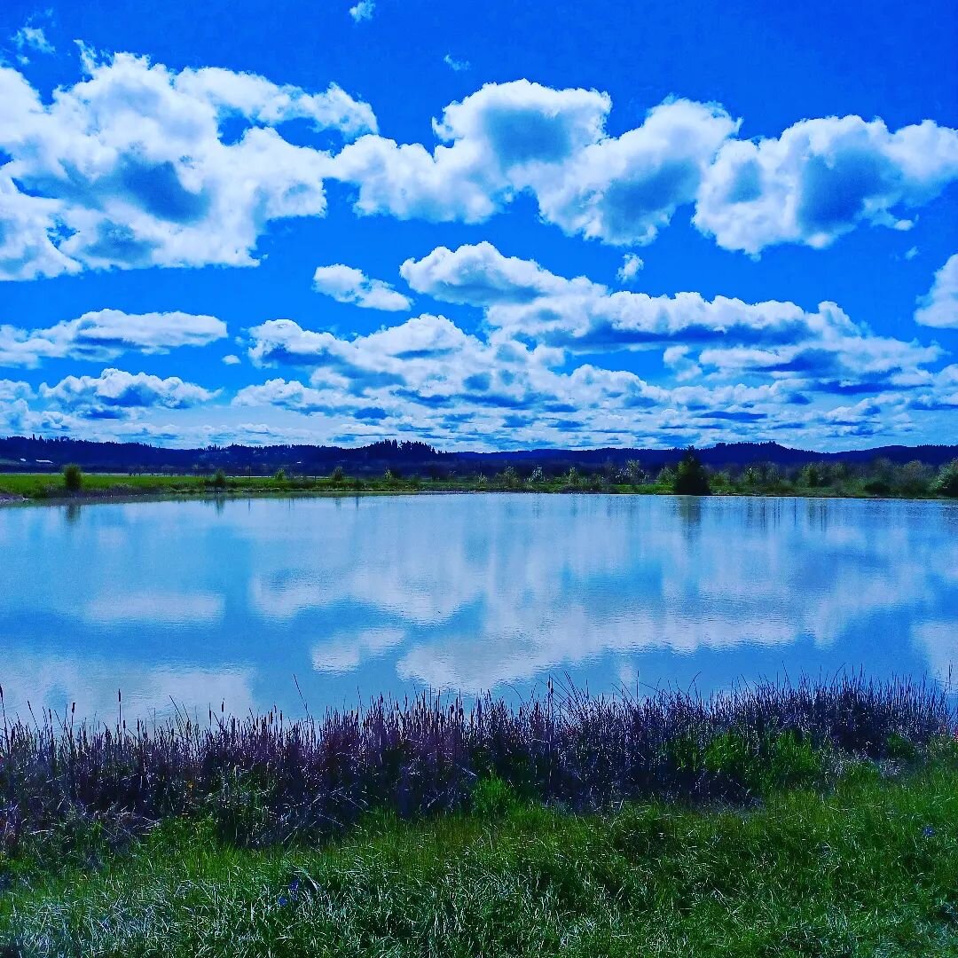 Lunch time #birdwatching spot.

#highterpene #fullspectrum #oregon #simpsonsclouds

For use by adults 21 and older. Do not operate any vehicle/machinery while under the influence of this drug. Keep out of reach of children