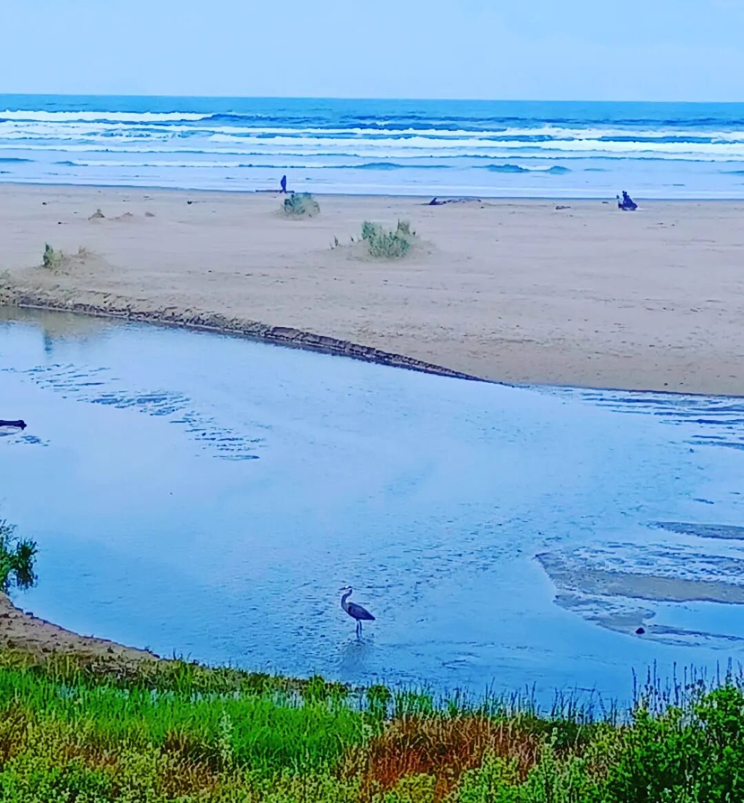 #wetlands #river #blueheron #beach #ocean #fullspectrum #highterpene #oregoncoast #oregon

For use by adults 21 and older. Do not operate any vehicle/machinery while under the influence of this drug. Keep out of reach of children