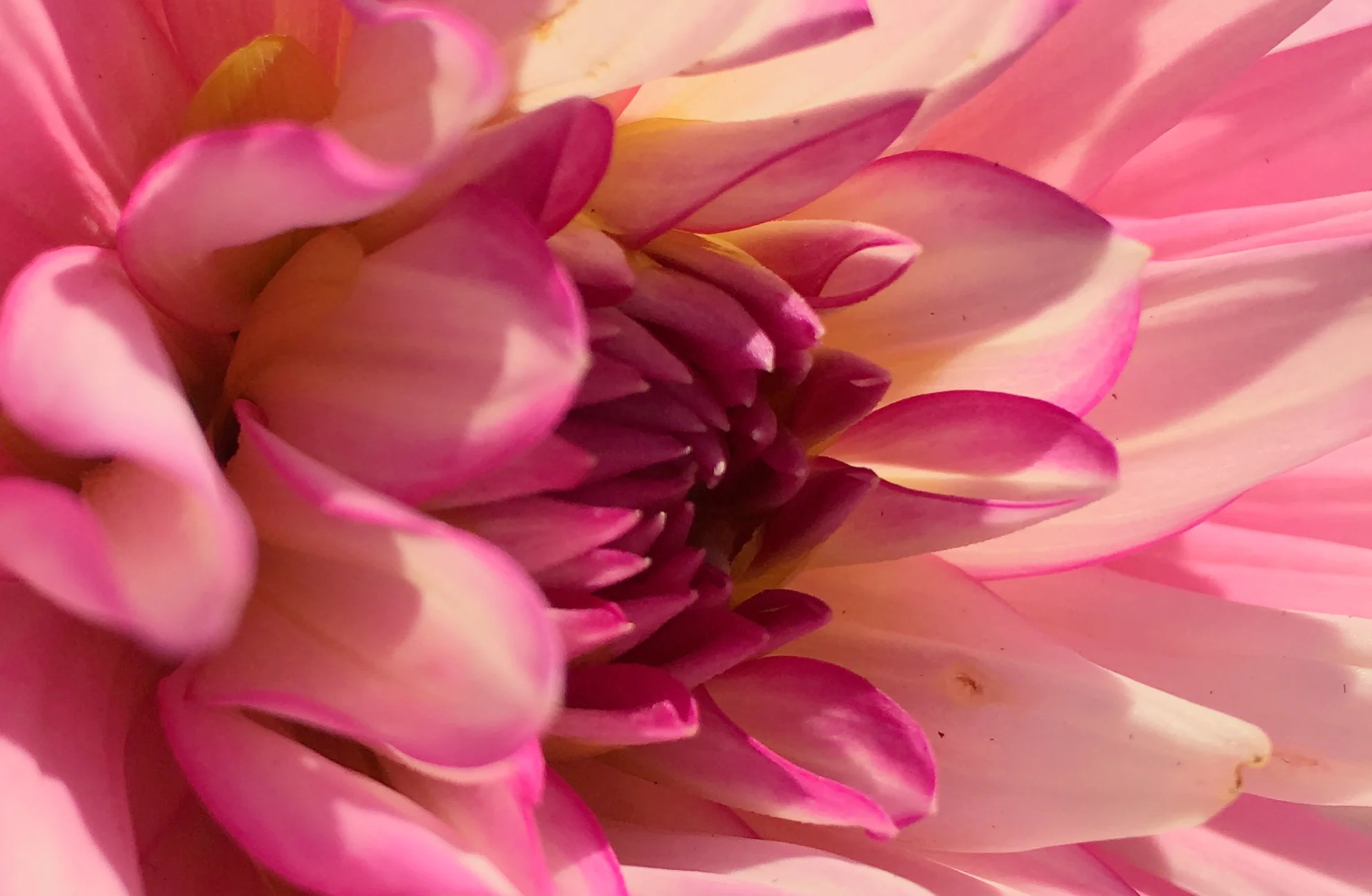 Our living well can only come out of our living connected.