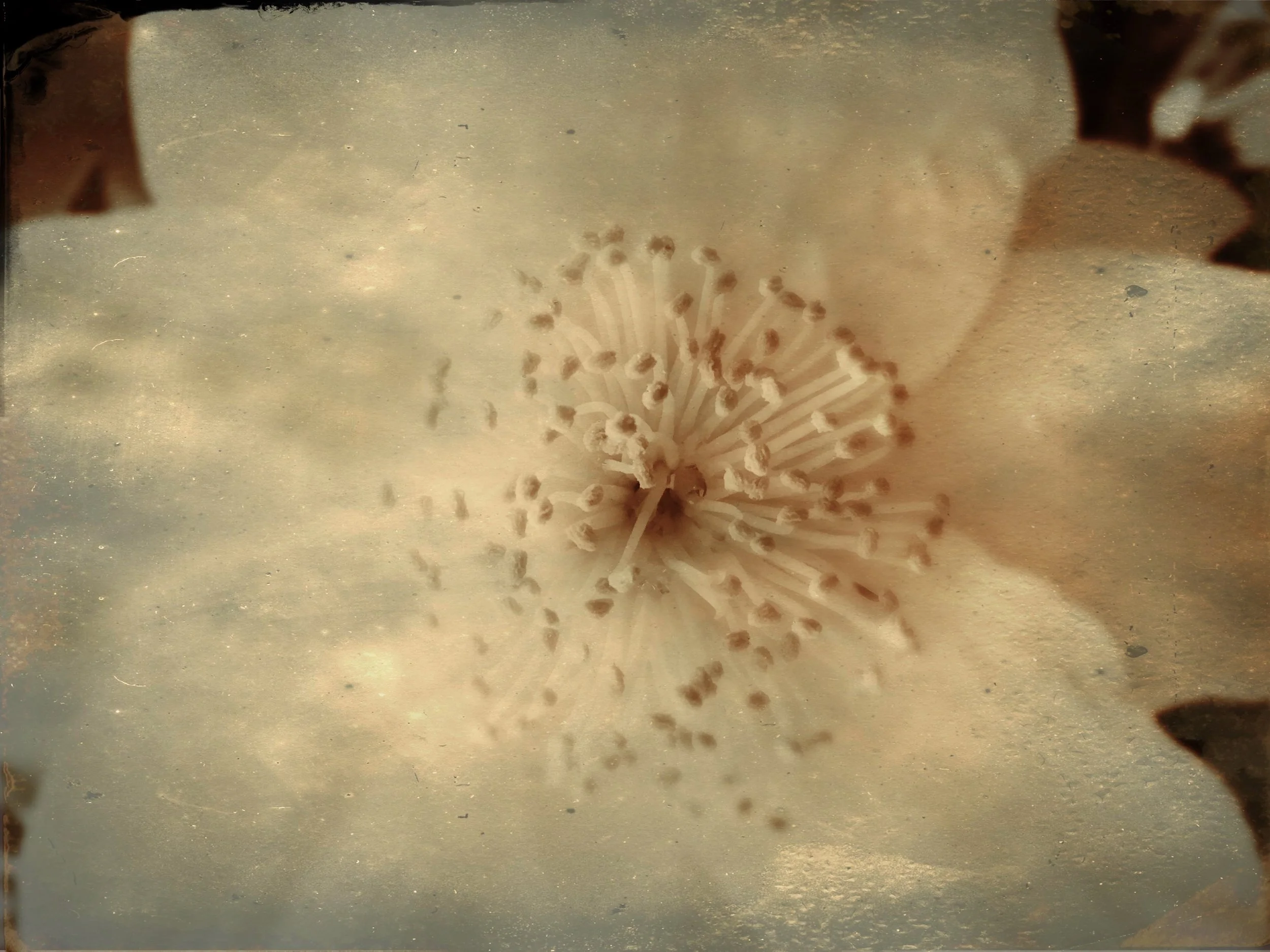 Photo by Julie Daley