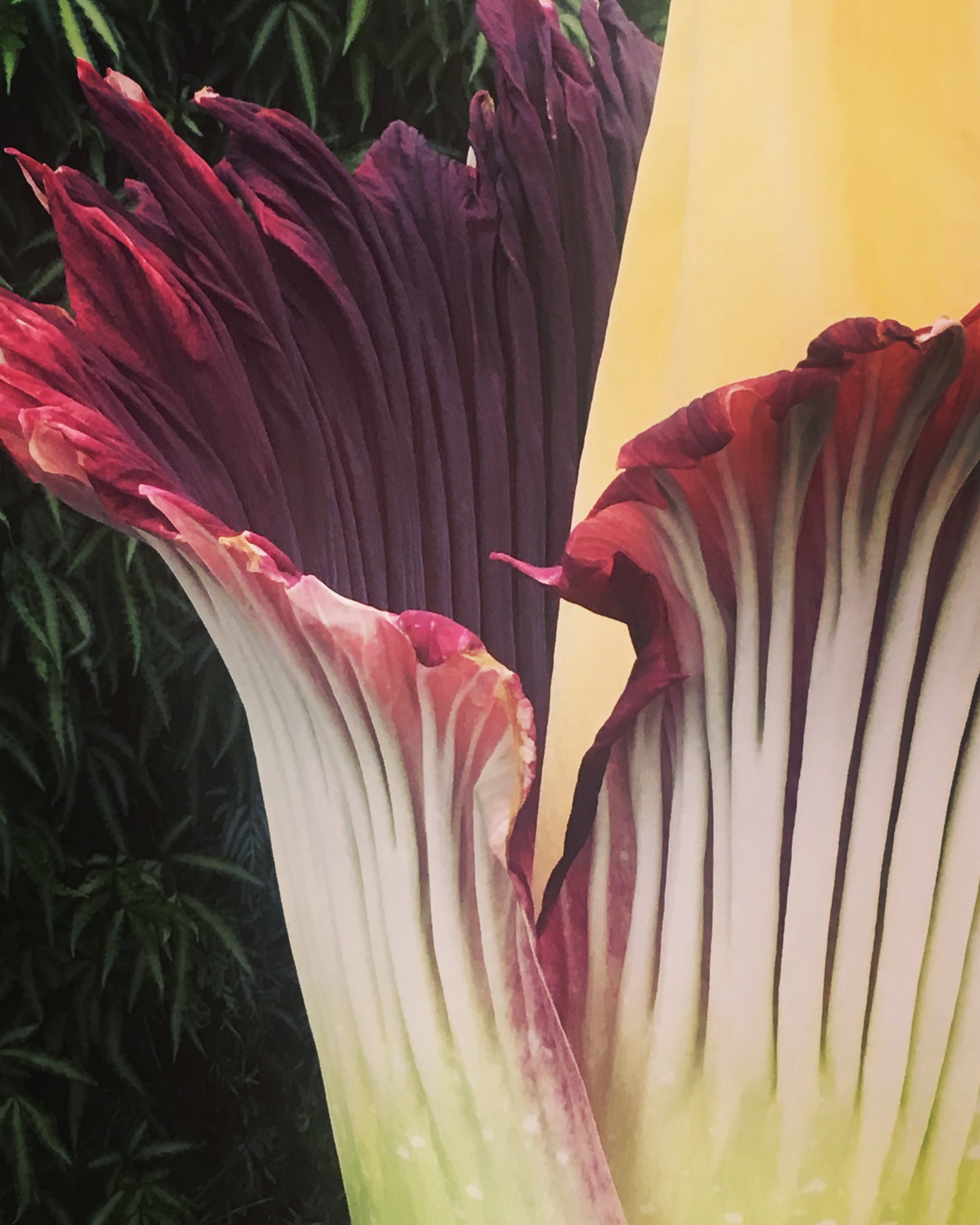 Unveiling & Embodying the Soul thru Deep Listening to Self