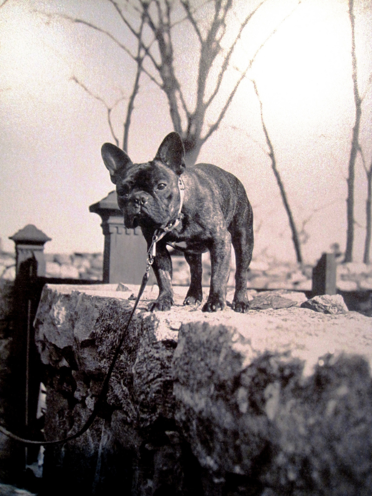 French Bulldog Owned by Warner M. Van Norden.jpg