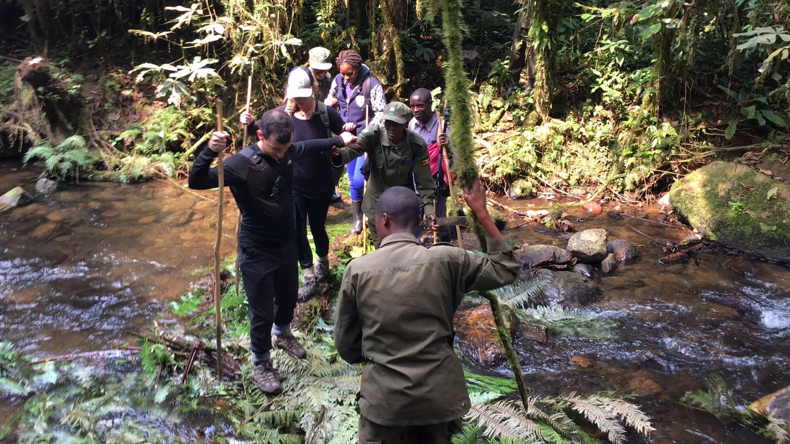 The Ultimate Guide To Mountain Gorilla Tracking In Uganda 10.jpeg