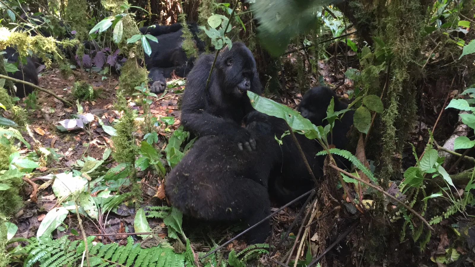 The Ultimate Guide To Mountain Gorilla Tracking In Uganda 16.jpeg