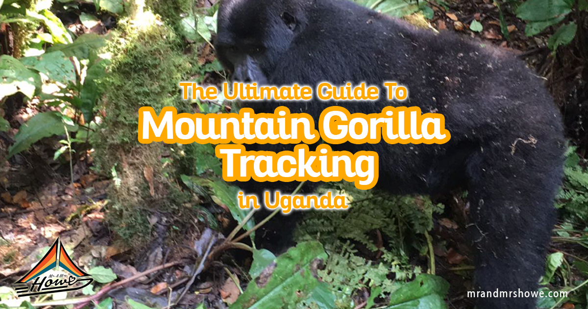 The Ultimate Guide To Mountain Gorilla Tracking In Uganda