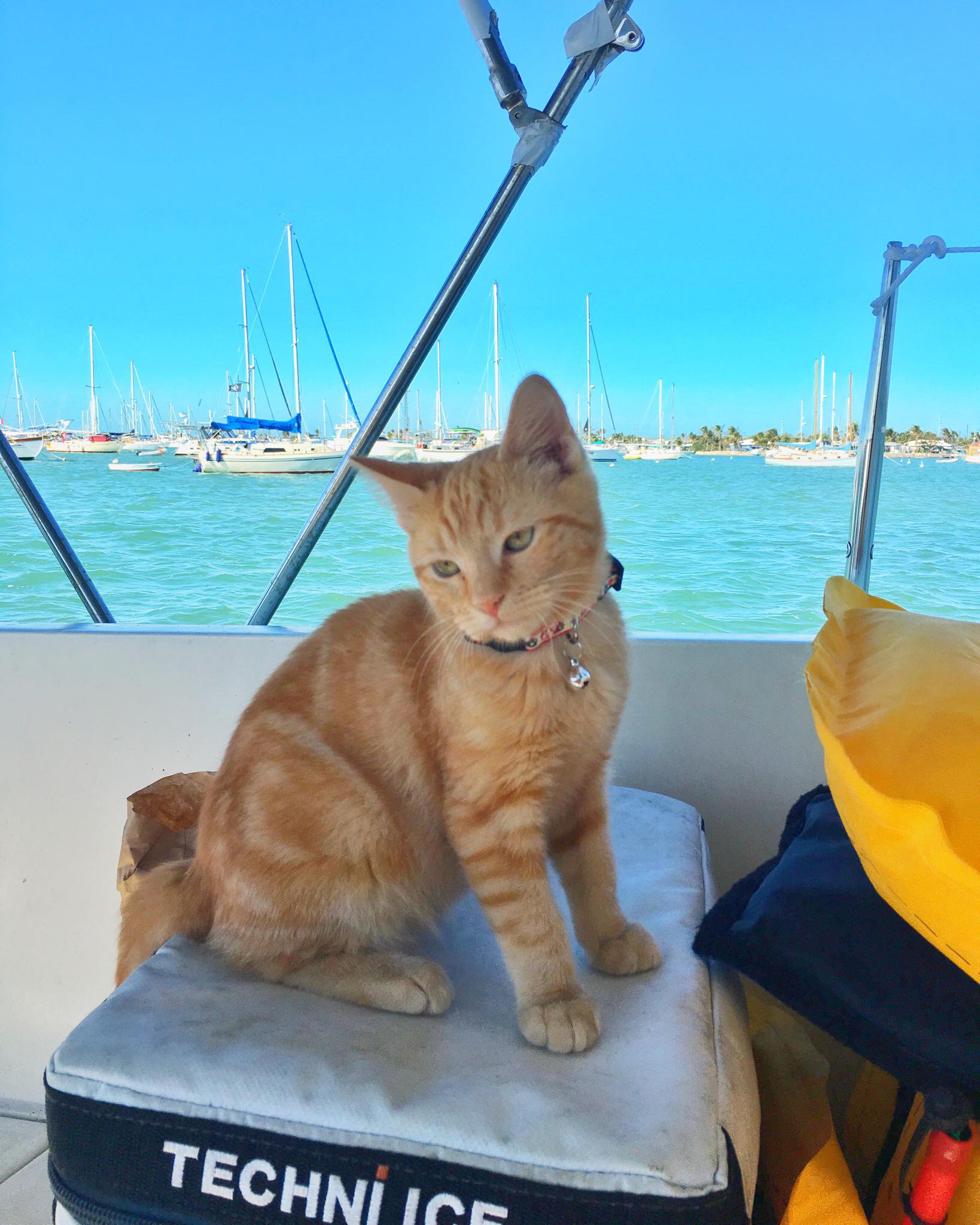 Meet Captain Ahab - Our New Sailor Cat Who Will Sail Around the World With Us