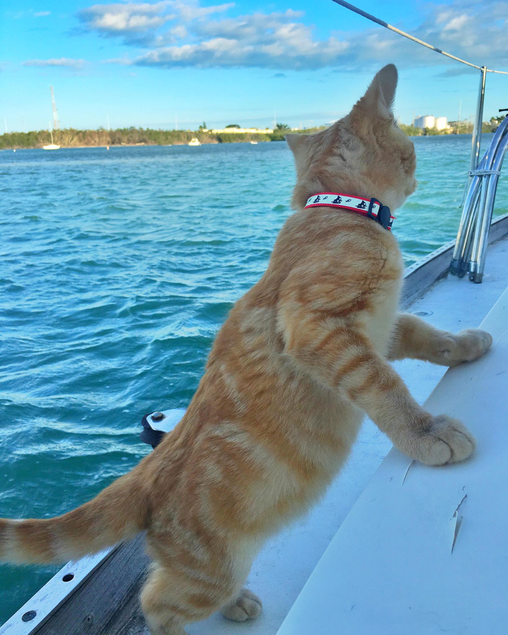 Meet Captain Ahab - Our New Sailor Cat Who Will Sail Around the World With Us