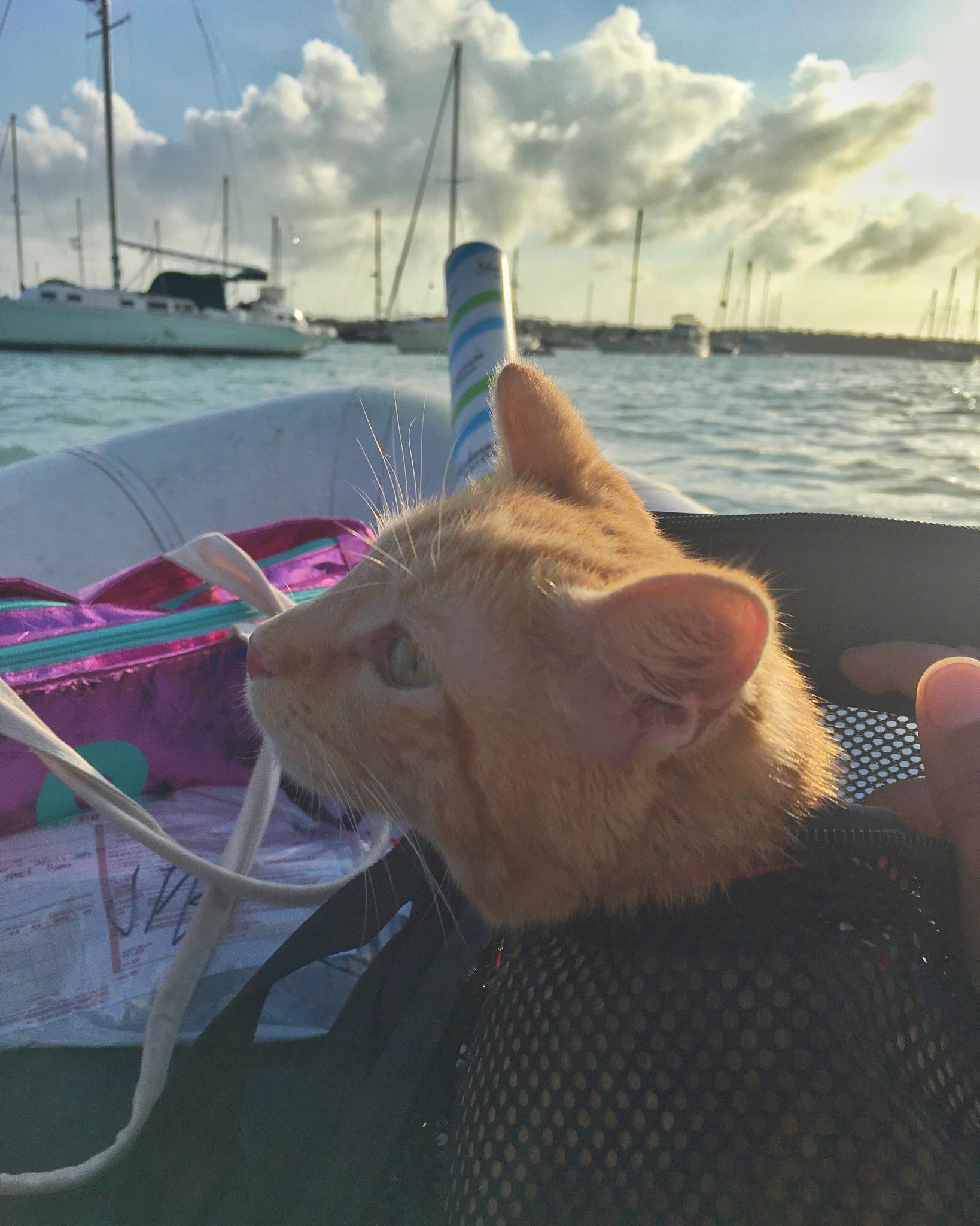 Meet Captain Ahab - Our New Sailor Cat Who Will Sail Around the World With Us