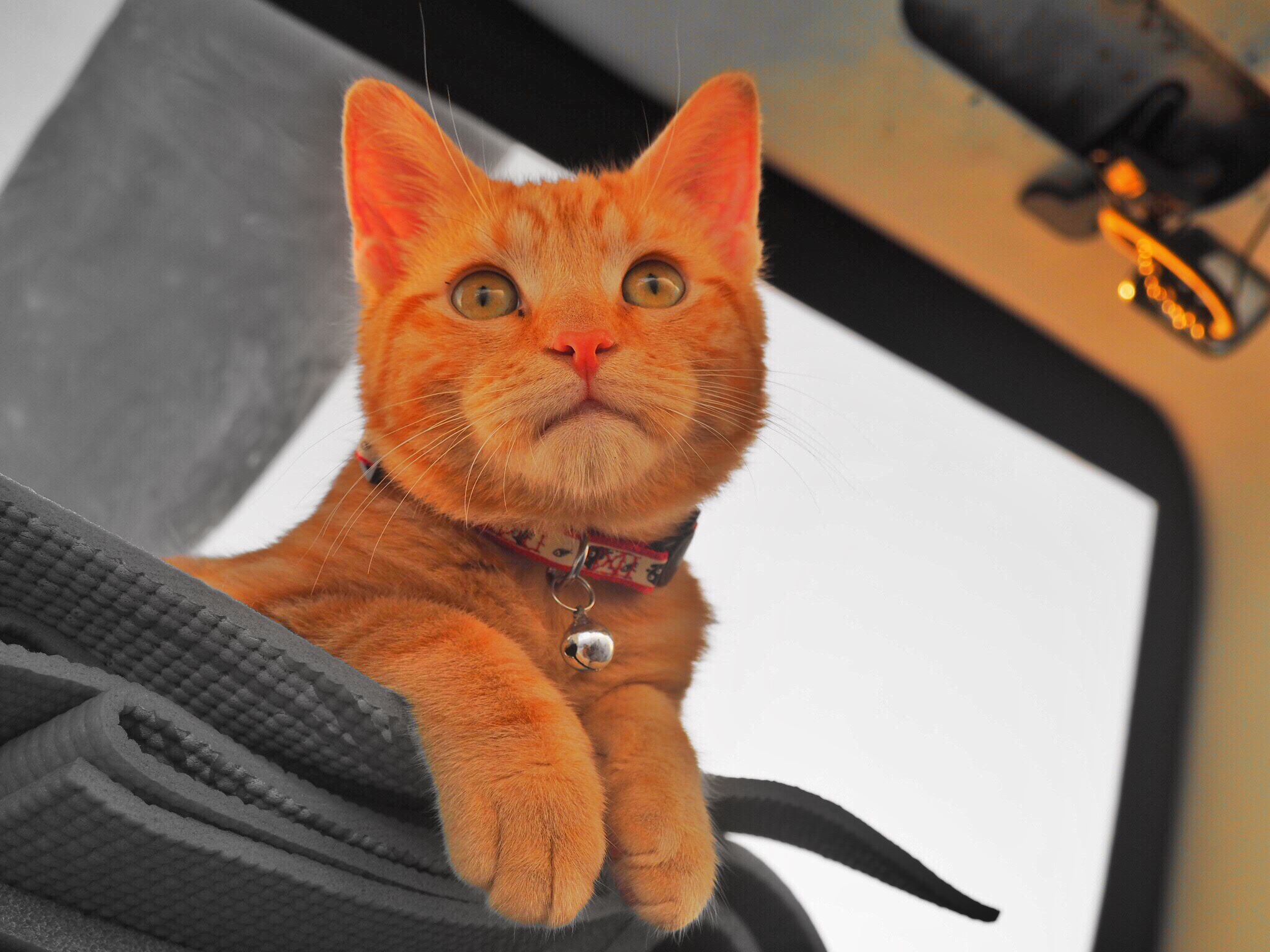 Meet Captain Ahab - Our New Sailor Cat Who Will Sail Around the World With Us