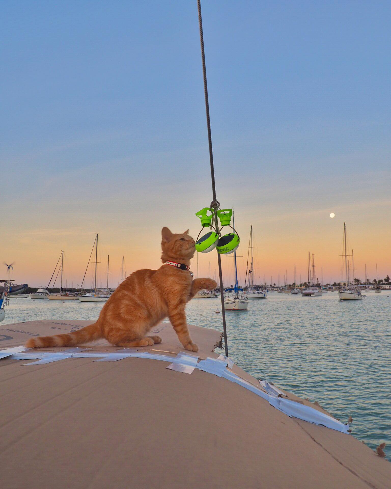 Meet Captain Ahab - Our New Sailor Cat Who Will Sail Around the World With Us