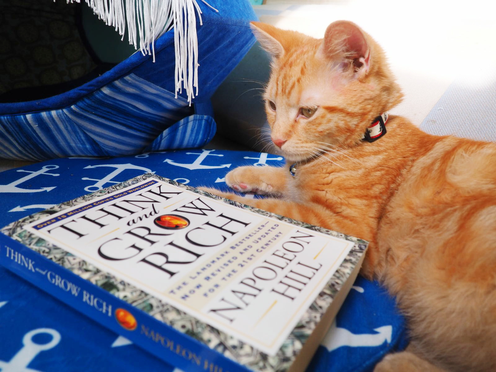 Meet Captain Ahab - Our New Sailor Cat Who Will Sail Around the World With Us