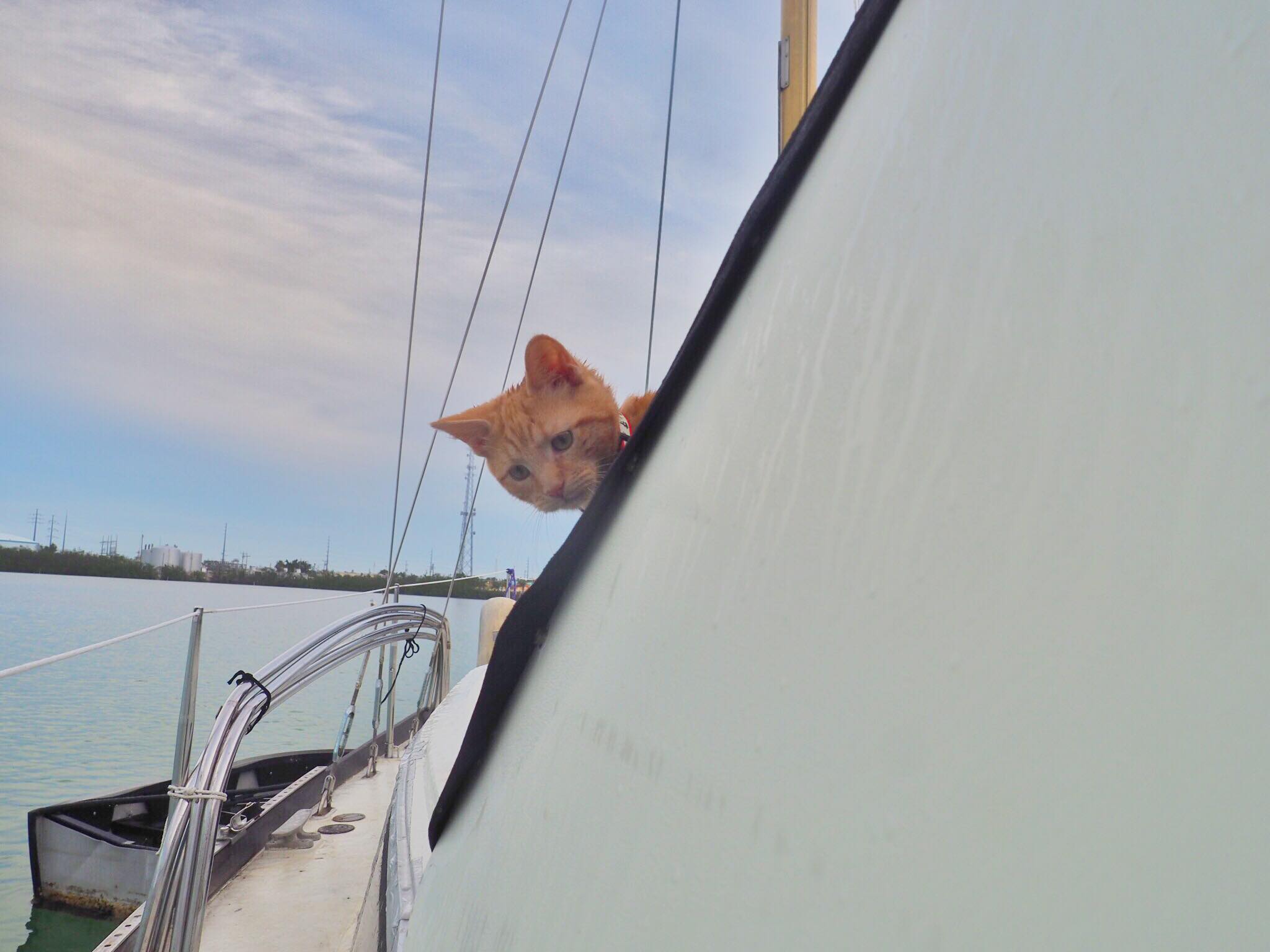 Meet Captain Ahab - Our New Sailor Cat Who Will Sail Around the World With Us