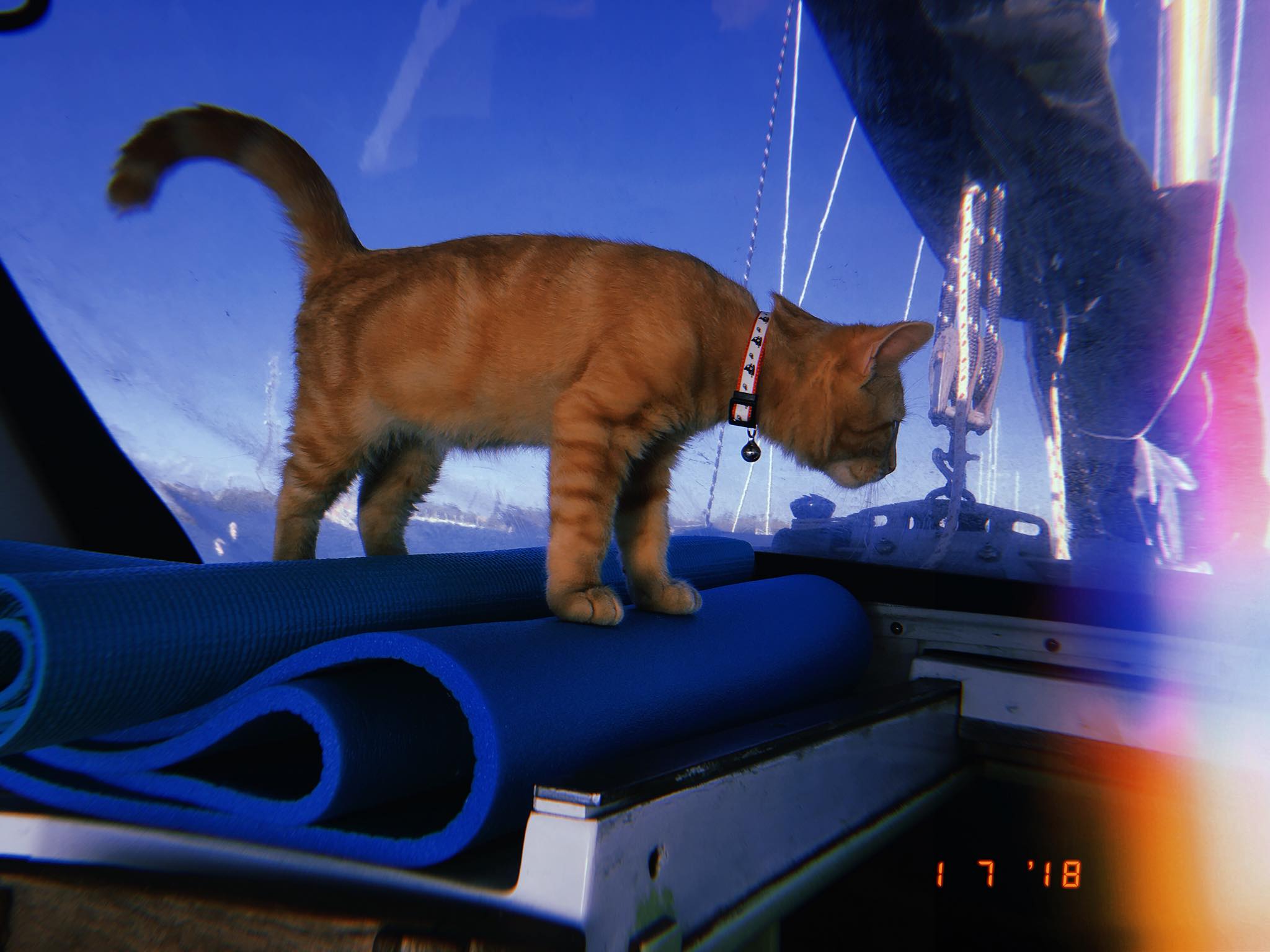 Meet Captain Ahab - Our New Sailor Cat Who Will Sail Around the World With Us