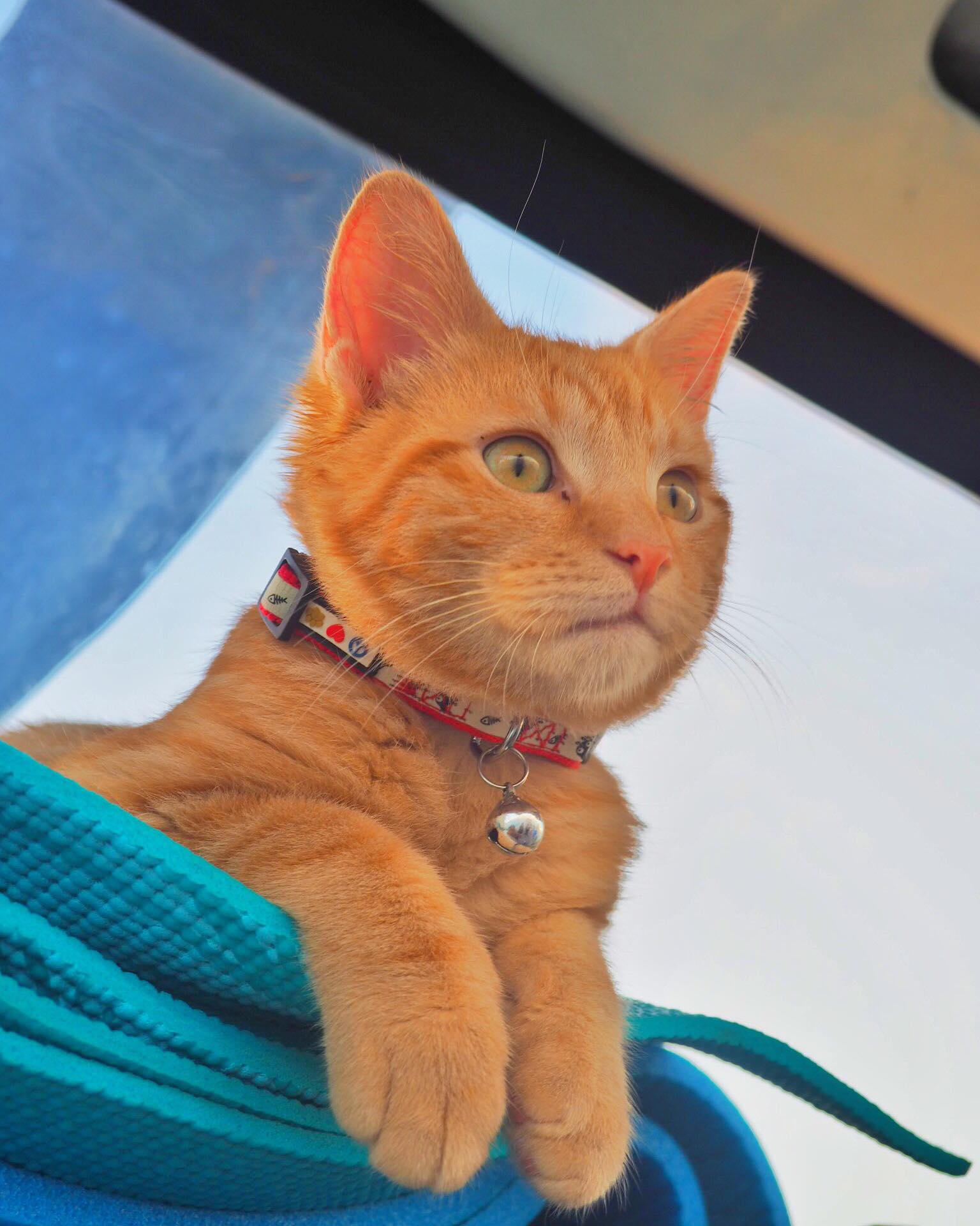 Meet Captain Ahab - Our New Sailor Cat Who Will Sail Around the World With Us