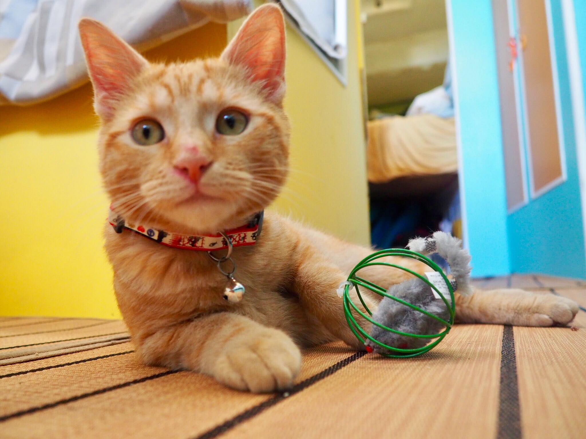 Meet Captain Ahab - Our New Sailor Cat Who Will Sail Around the World With Us