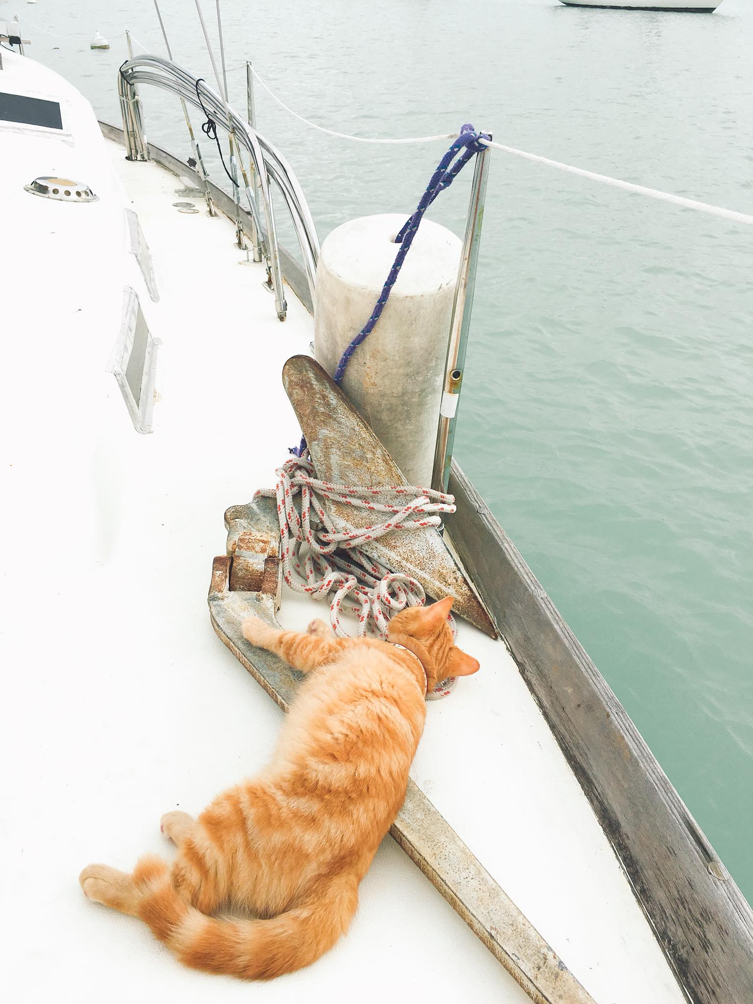 Meet Captain Ahab - Our New Sailor Cat Who Will Sail Around the World With Us