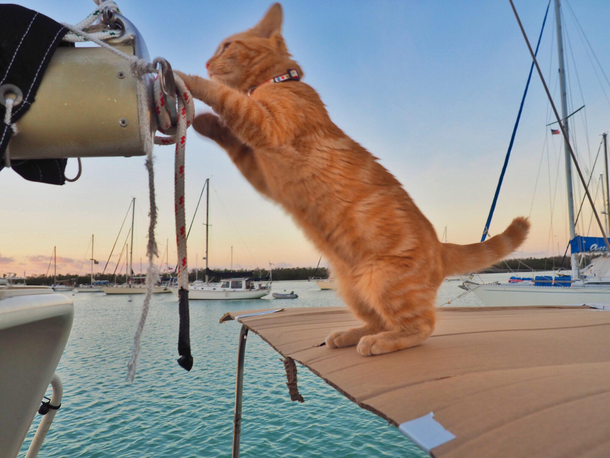 Meet Captain Ahab - Our New Sailor Cat Who Will Sail Around the World With Us