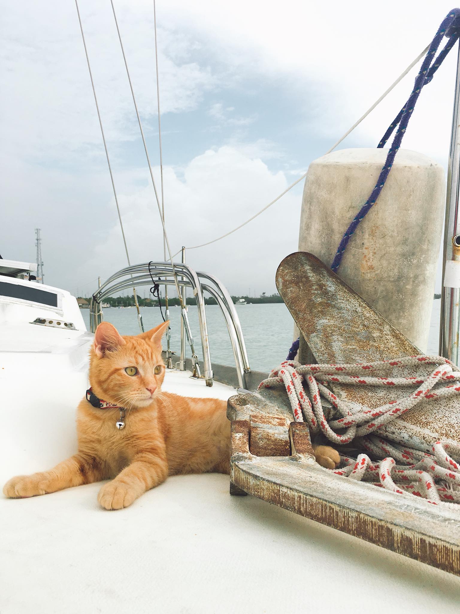 Meet Captain Ahab - Our New Sailor Cat Who Will Sail Around the World With Us