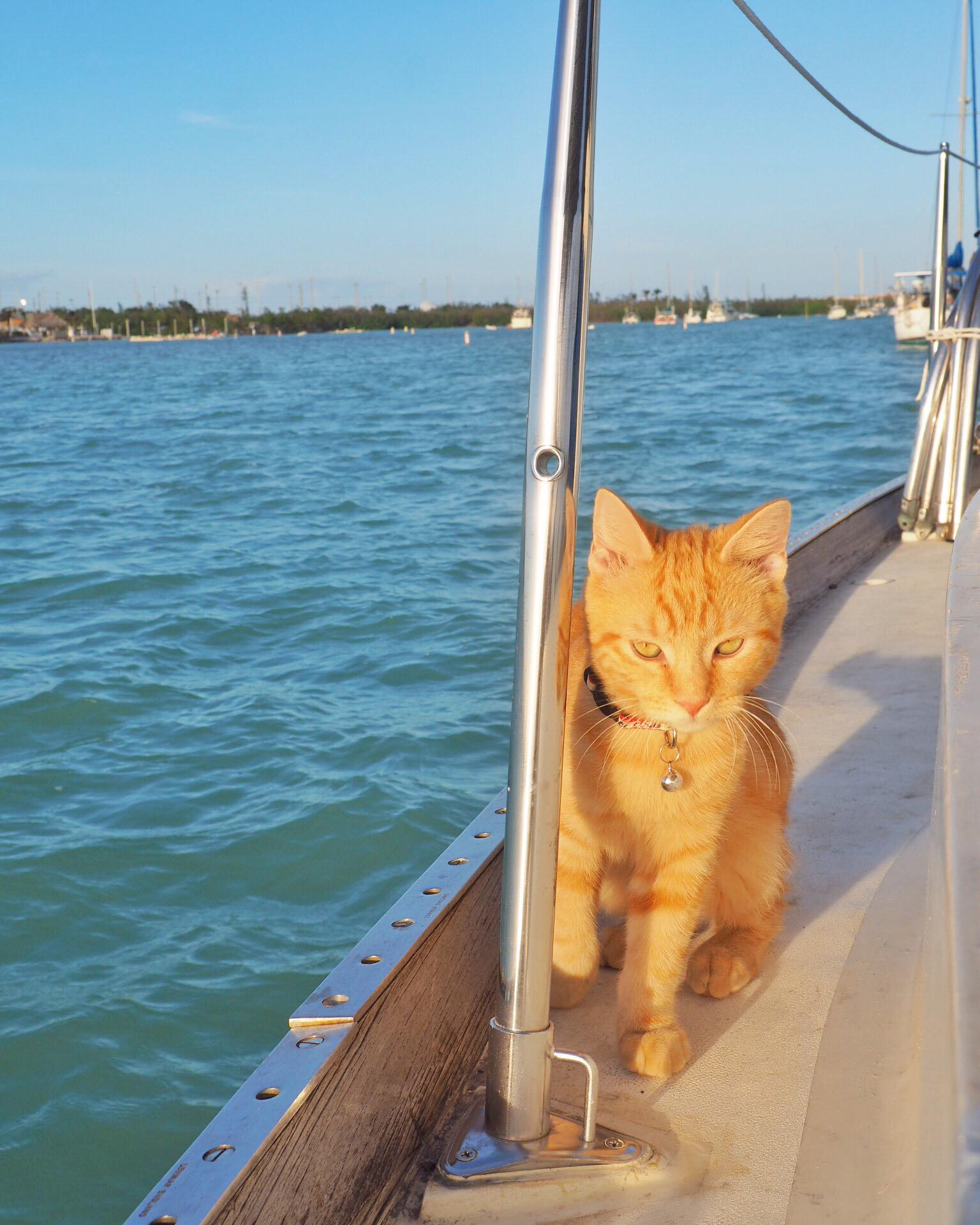 Meet Captain Ahab - Our New Sailor Cat Who Will Sail Around the World With Us