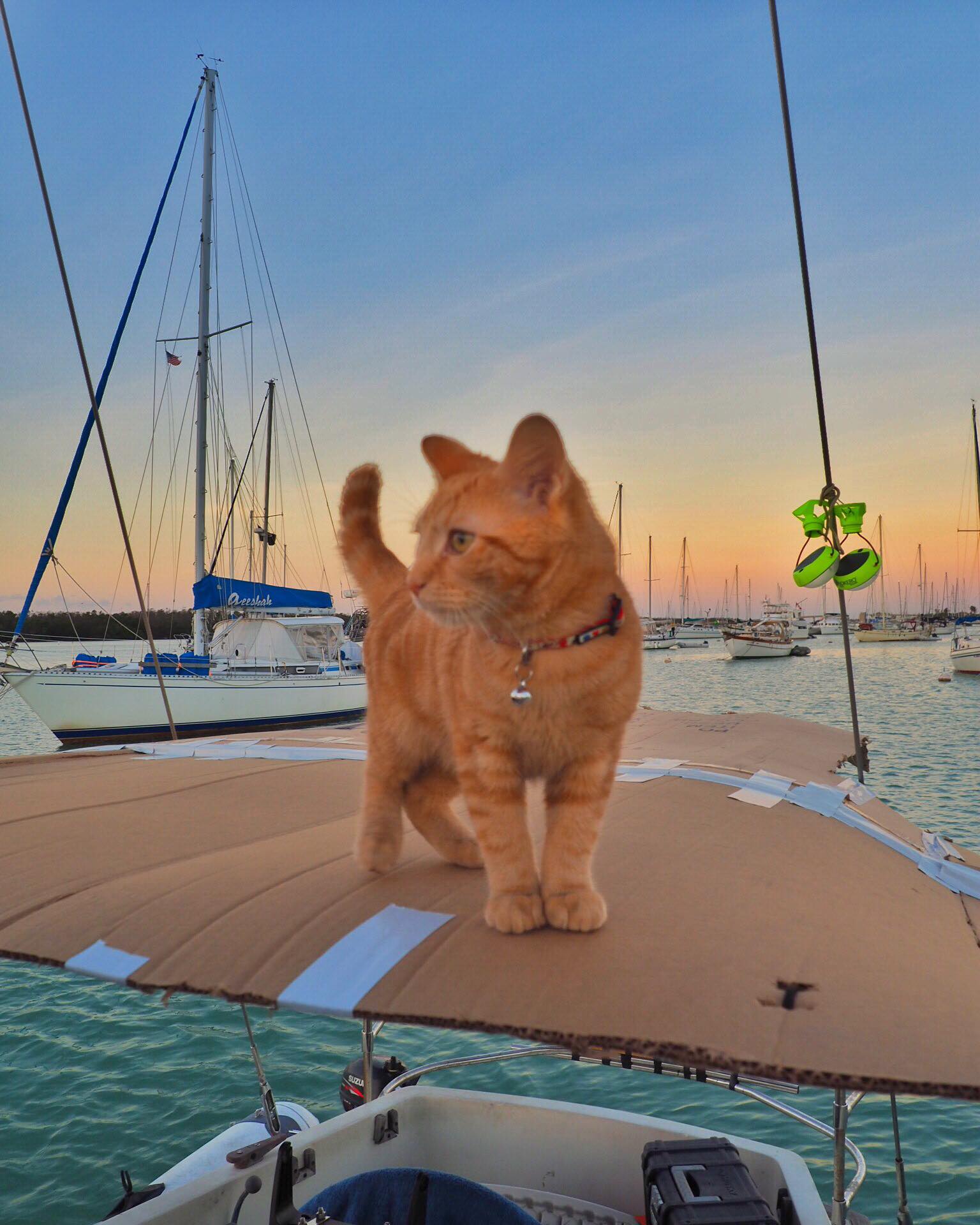 Meet Captain Ahab - Our New Sailor Cat Who Will Sail Around the World With Us