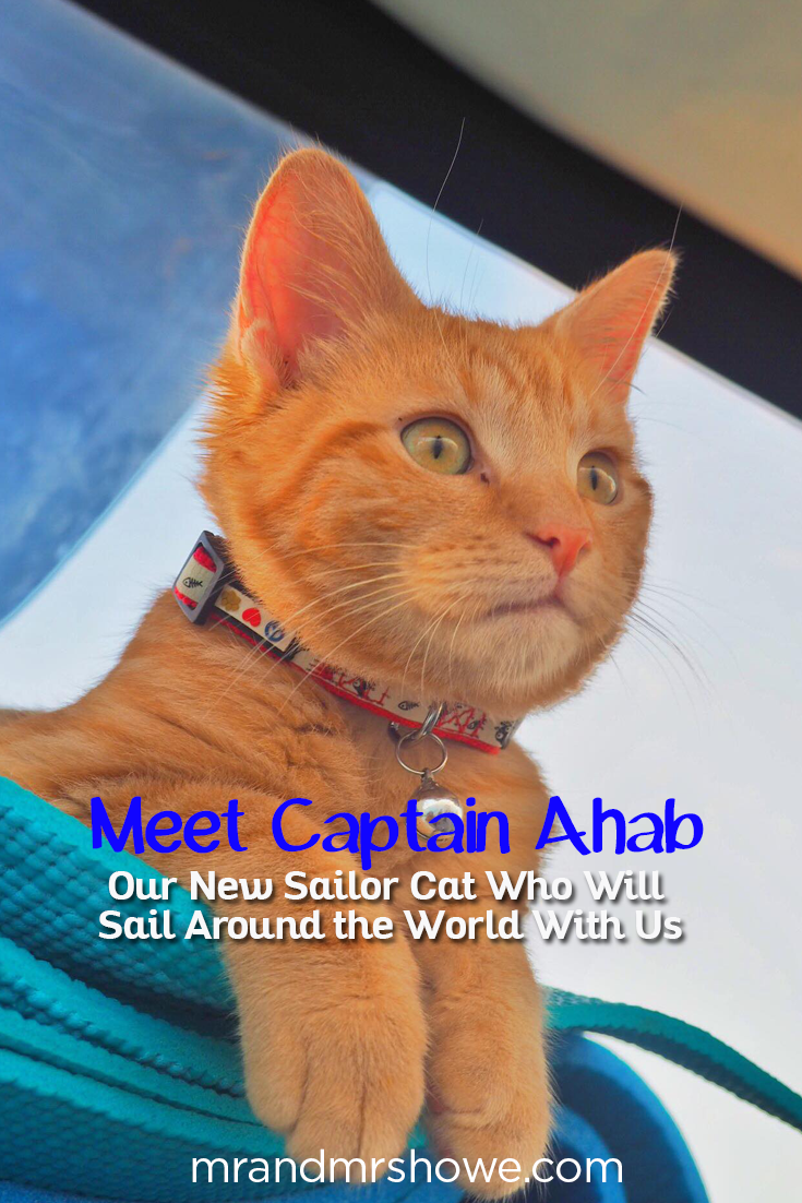 Meet Captain Ahab - Our New Sailor Cat Who Will Sail Around the World With Us1.png