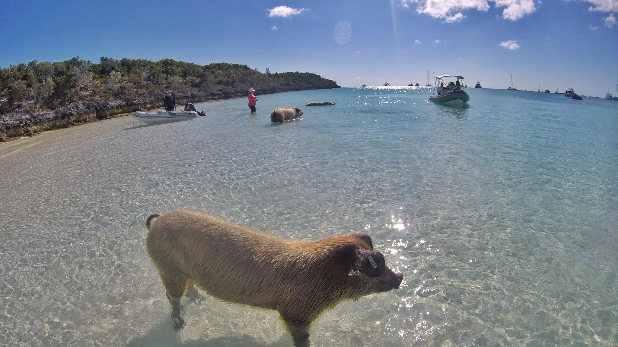 Sailing Life Day 21: Sailing to Big Major Cay (“Pigs Island”) and a Dinghy ride to Staniel Cay, Bahamas
