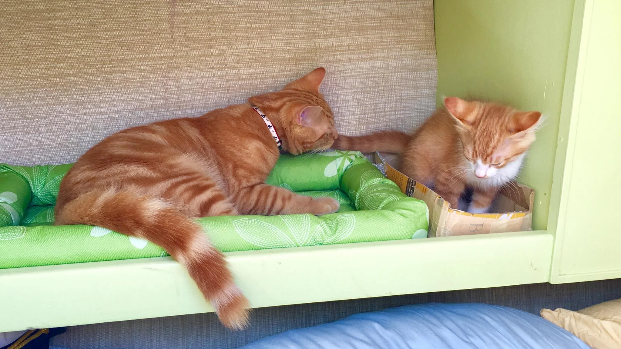 Sailing Life Day 63: Whole day on our sailboat, Empress, with 2 kittens - Captain Ahab The Sailor Cat and Ishi (Ishmael) The Sea Cat 🐈