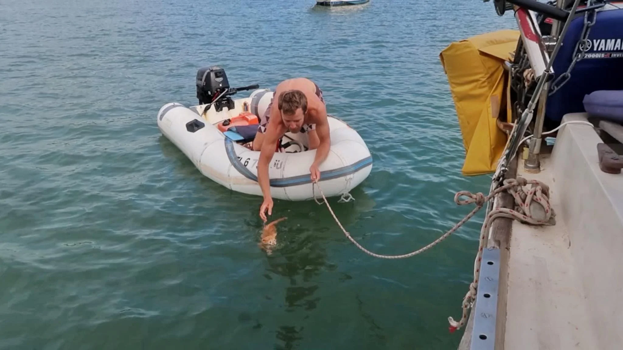 Liveaboard Life Day 162: Teaching our new kitten how to swim back to the boat! ⛵️🐈