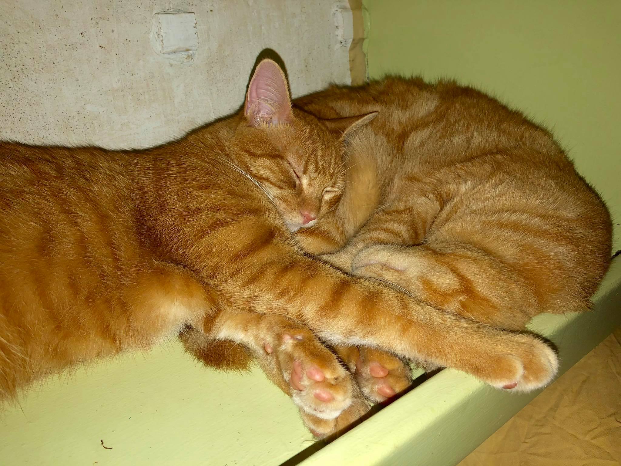Sailing Life Day 330 Sailboat Life With Our Cats Mr Mrshowe