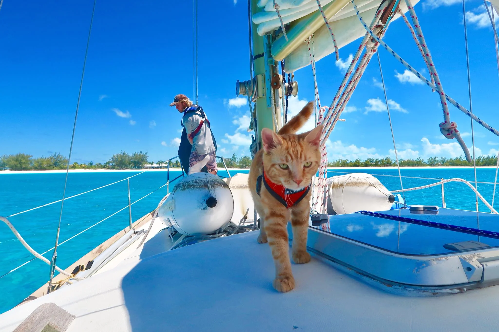 HOW TO TRAVEL TO THE BAHAMAS WITH YOUR CAT2.jpg