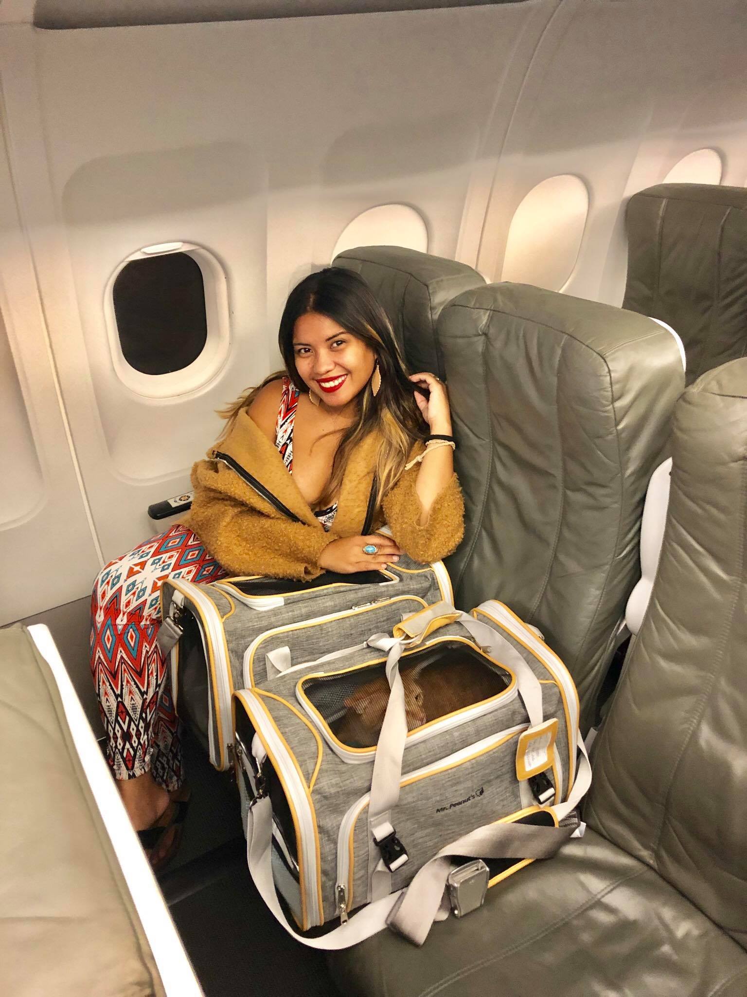 How to Travel Cross Country with Cats: Expert Guidance for a Safe and Comfortable Journey 5 Air travel with your cat