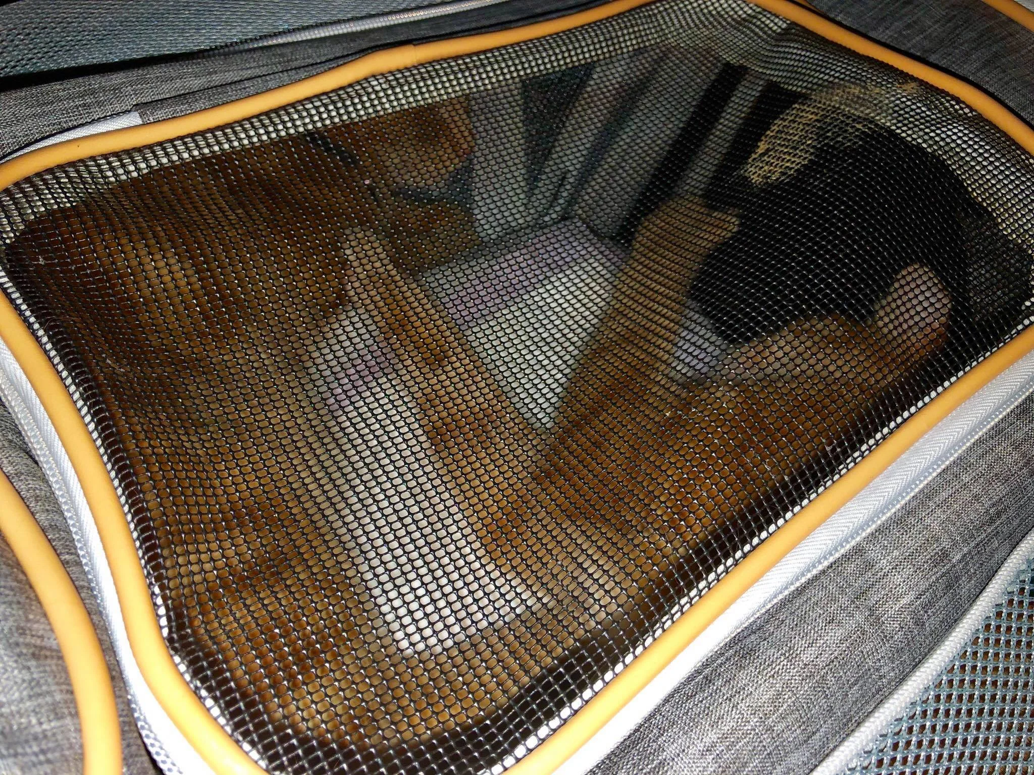 Traveling with Cats on an Airplane Cabin - Useful Tips for Safe & Relaxing Air Travel Experience with your Pets4.jpg