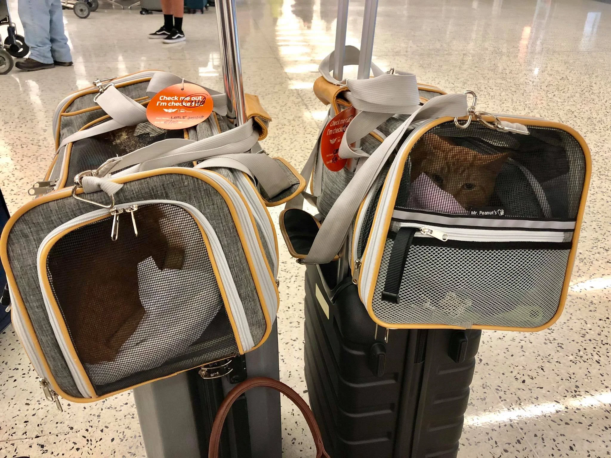 Traveling with Cats on an Airplane Cabin - Useful Tips for Safe & Relaxing Air Travel Experience with your Pets1.jpg