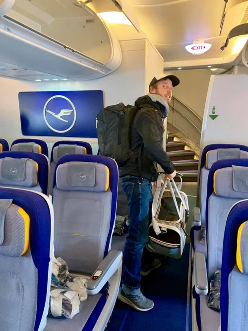 flying with our two cats from new york