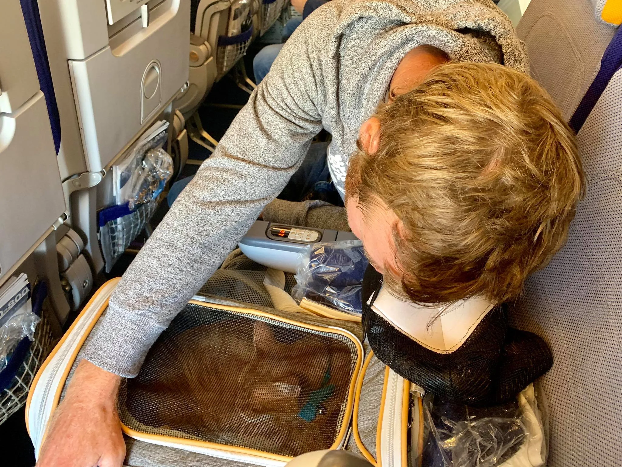 15 Airlines That Allow Flying With Cats In Cabin [2024 Pet Policies] – KVCV