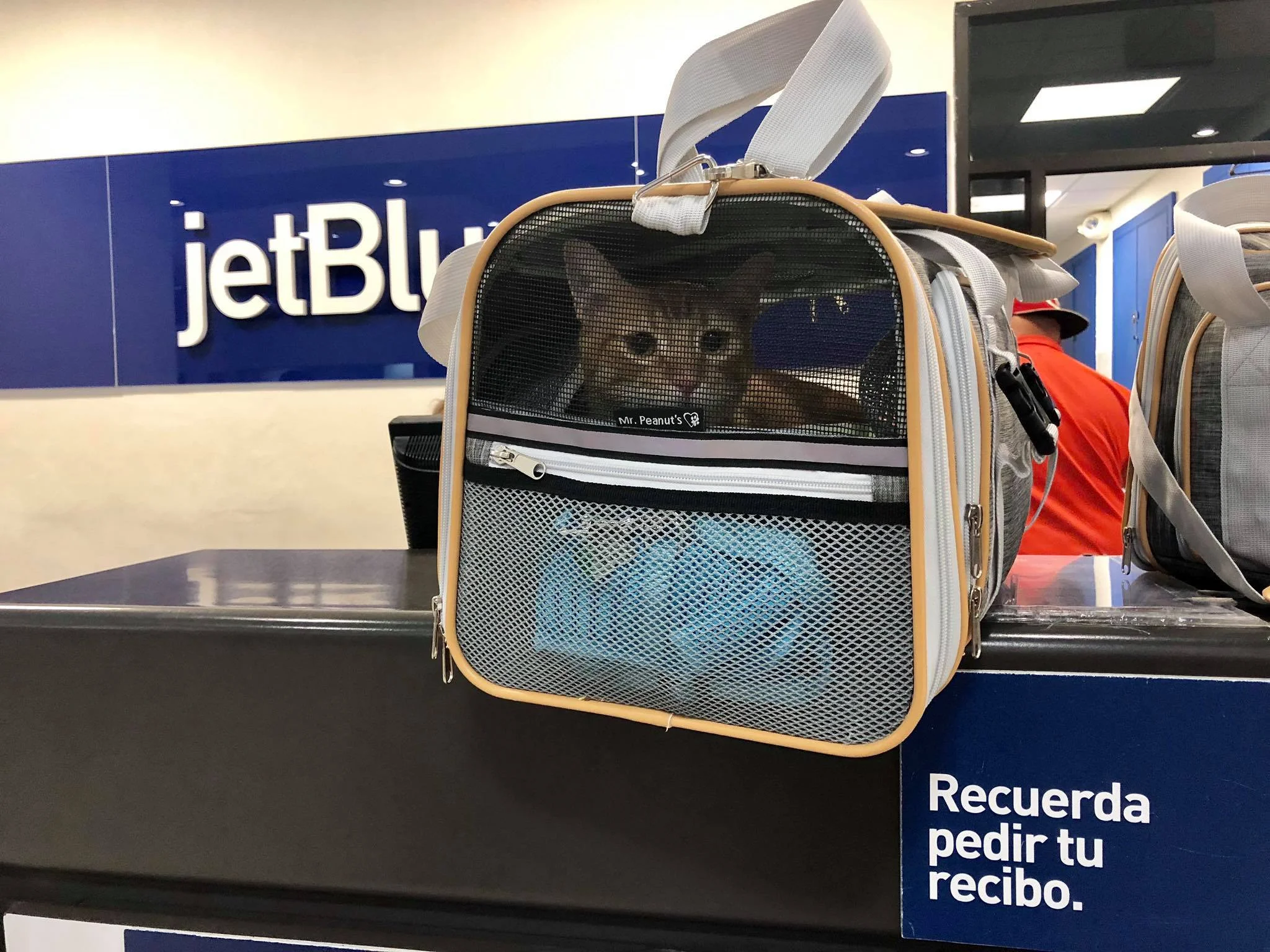Traveling with Cats on an Airplane Cabin - Useful Tips for Safe & Relaxing Air Travel Experience with your Pets4.jpg