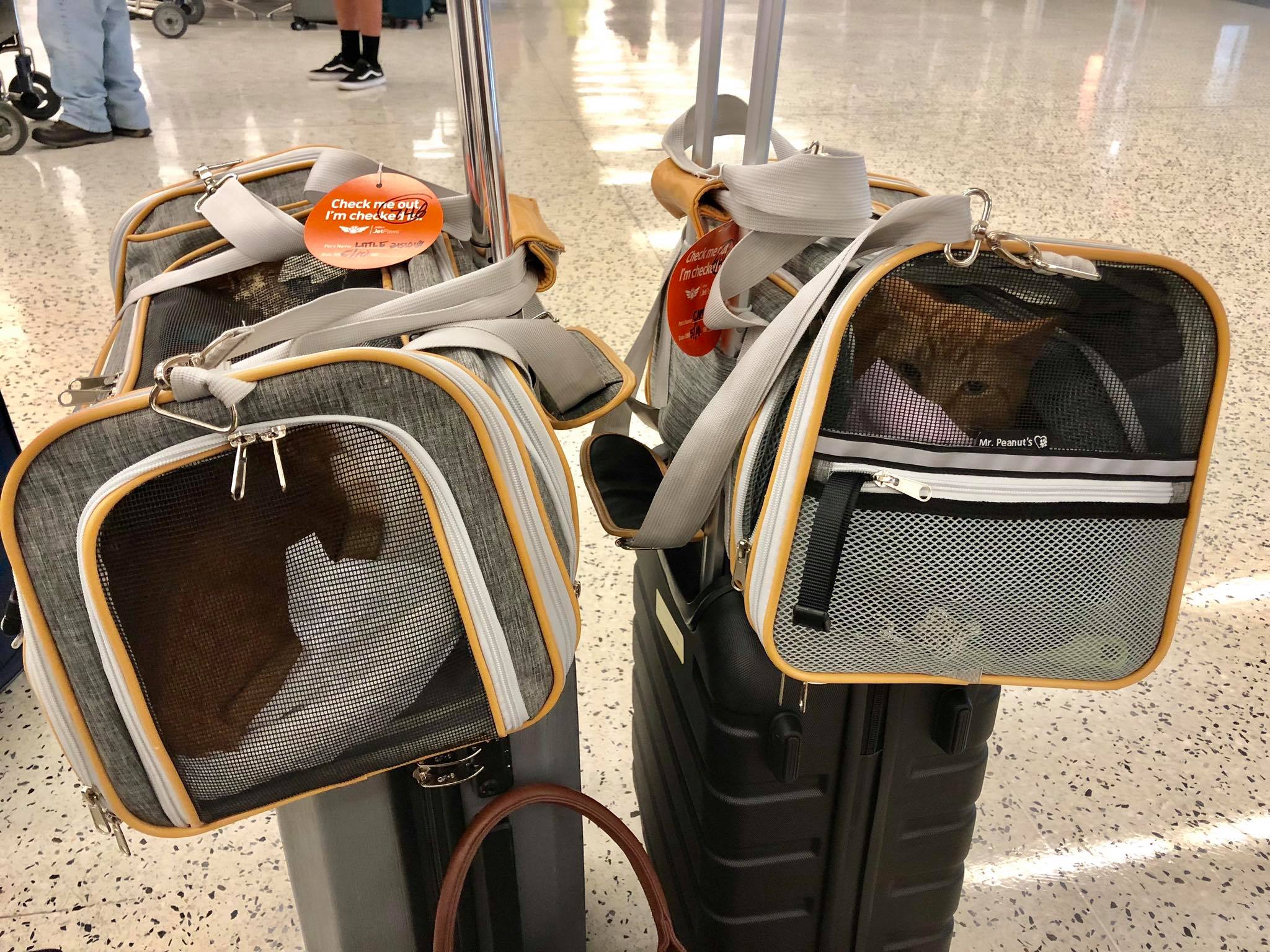 klm pet travel bag