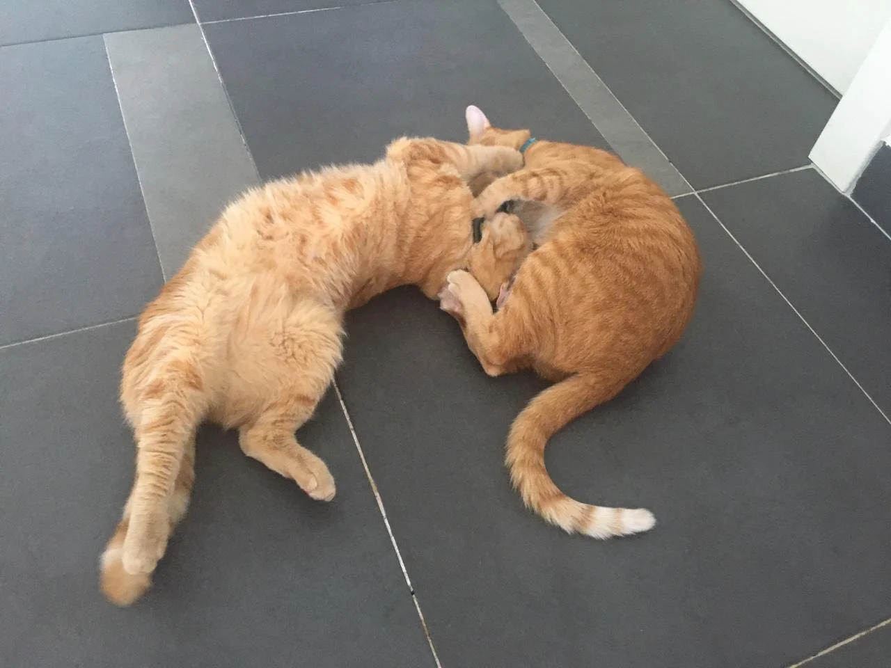 Expat Life in Montenegro Day 27 They are happy and well1.jpg