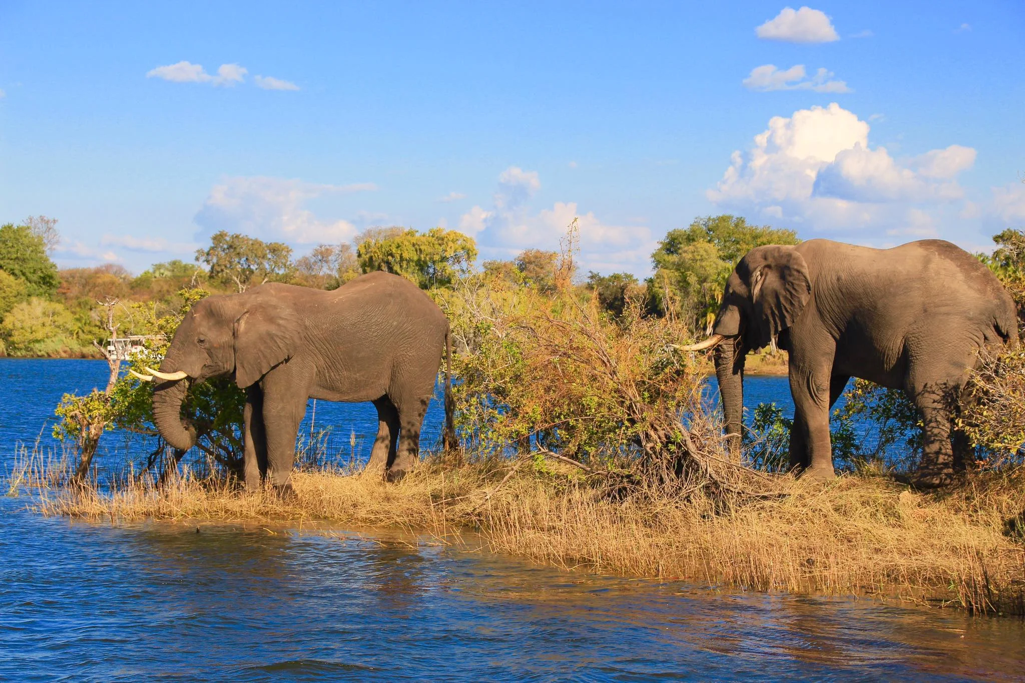 Vaccination Needed for Travels in Africa - Required Vaccines Before Your African Trip