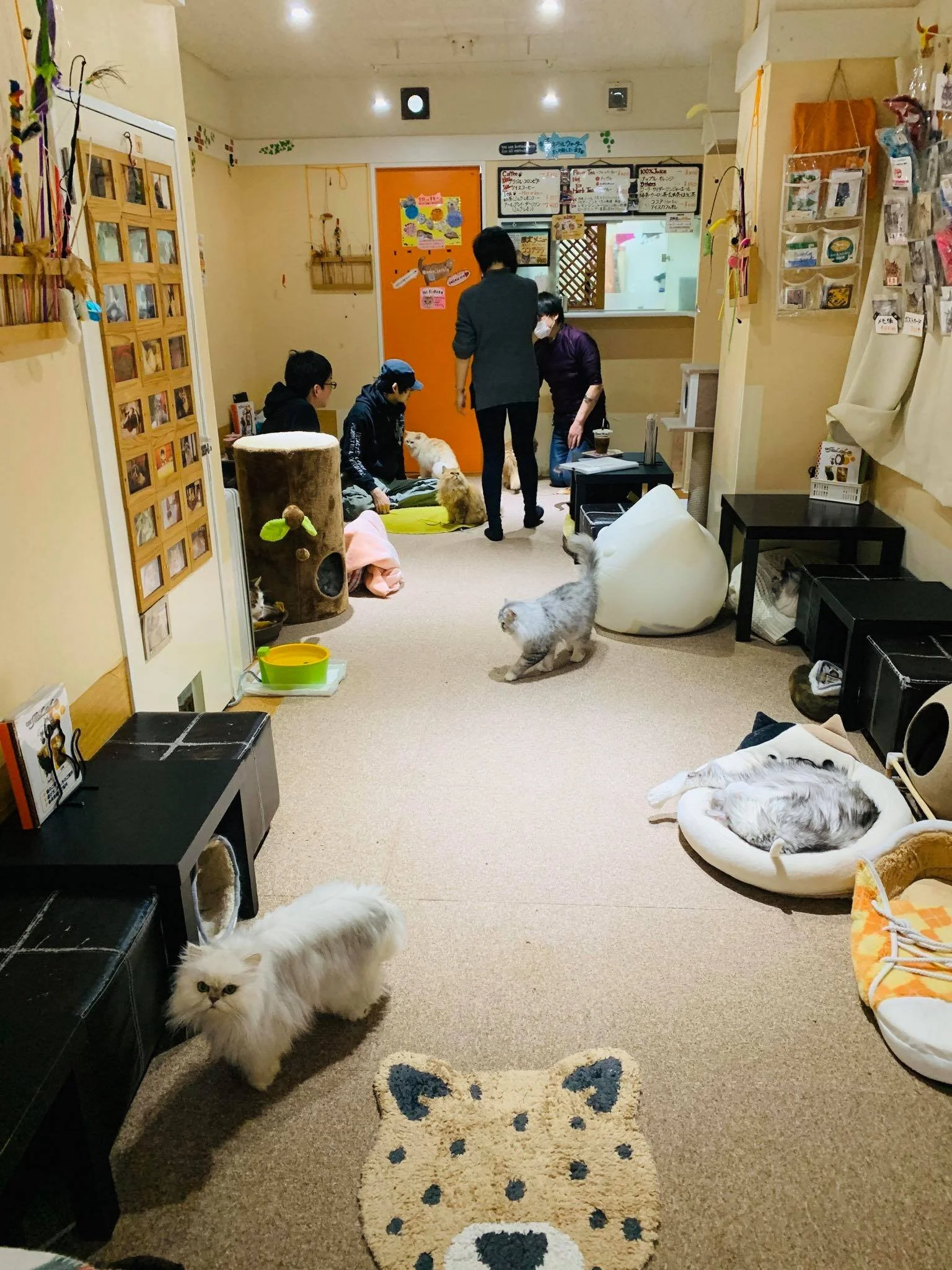 Kach Solo Travels in 2020 I went to a cat cafe in Akihabara, Tokyo