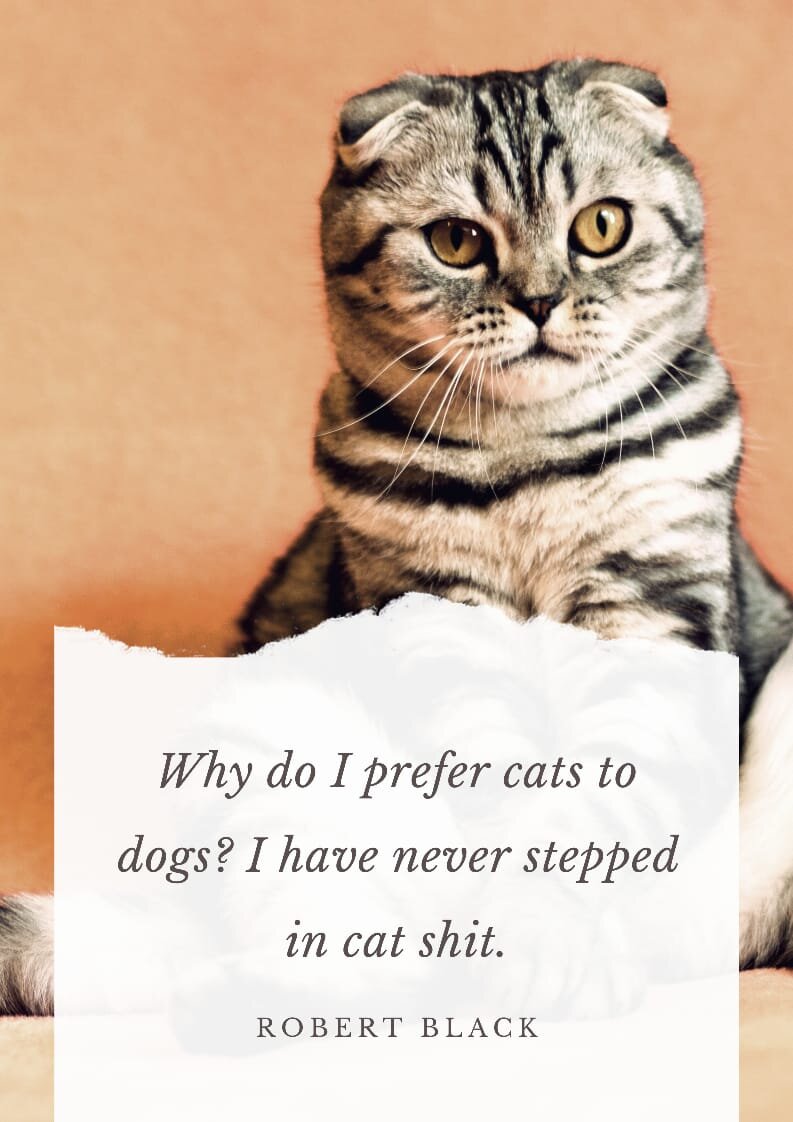 Best Cat Quotes for Cat Owners and Cat Lovers.jpeg