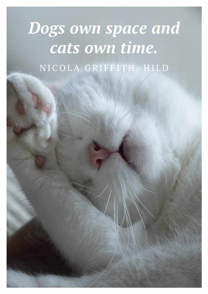 Best Cat Quotes for Cat Owners and Cat Lovers3.jpeg