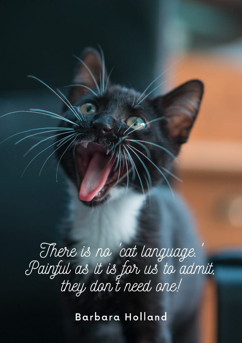 Best Cat Quotes for Cat Owners and Cat Lovers5.jpeg