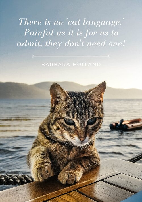 38 Best Cat Quotes for Cat Owners and Cat Lovers